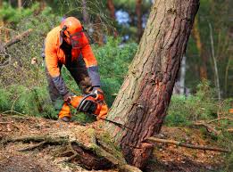 How Our Tree Care Process Works  in  Pittston, PA