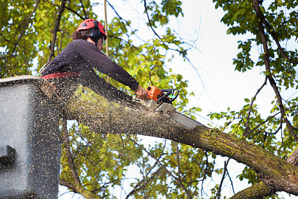 Best Utility Line Clearance  in Pittston, PA